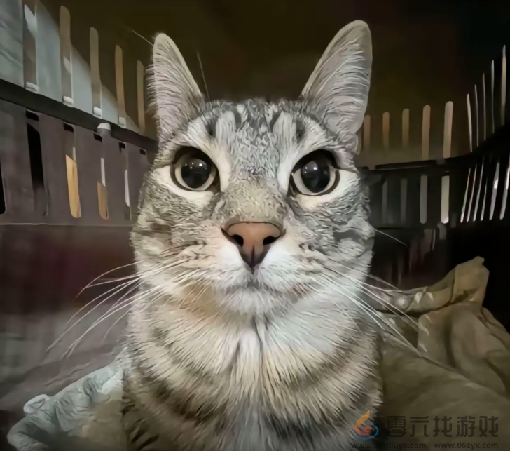 严肃猫表情包大全 严肃猫表情包汇总图1